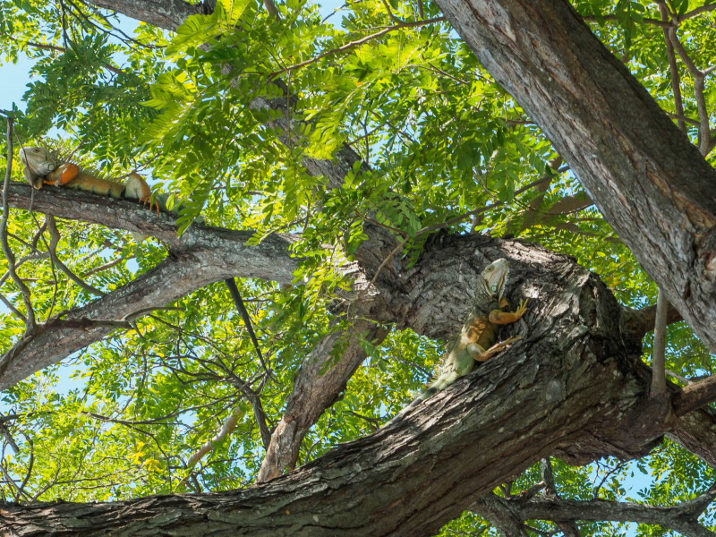 Can you spot the two iguanas in this tree?
