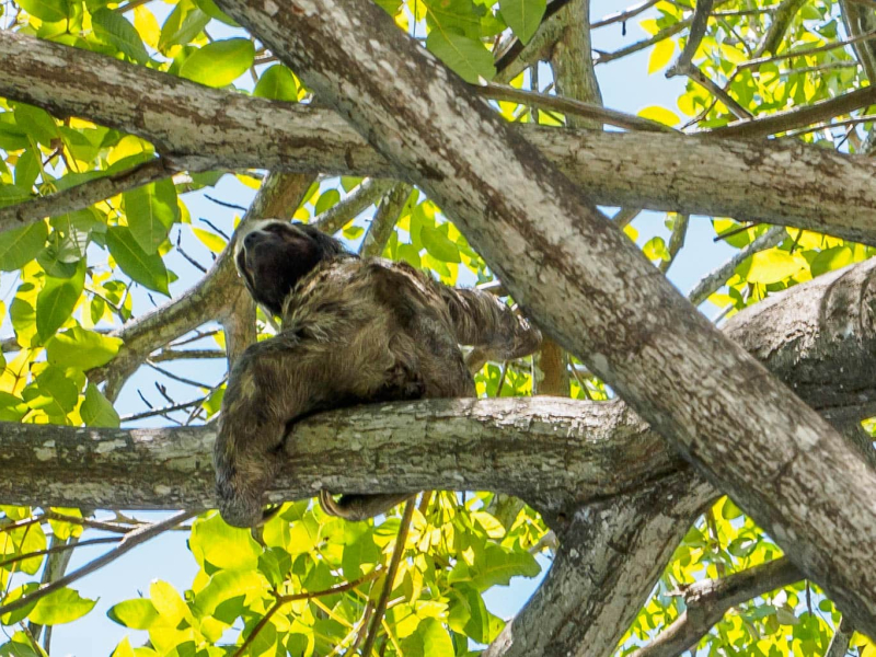 A tree sloth