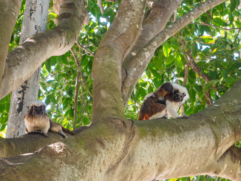 A tamarin family (complete with baby on an adult's back)