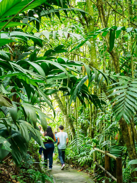 Walking through the Quindio Botanical Garden, which showcases native plants of the central Andes of Colombia