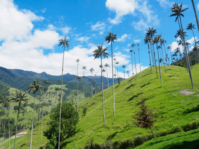 Colombia's national. tree, the Andean wax palm, is the tallest palm tree in the world