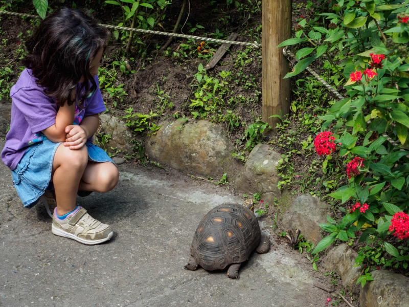 Francesca admires a tortoise at the botanical garden