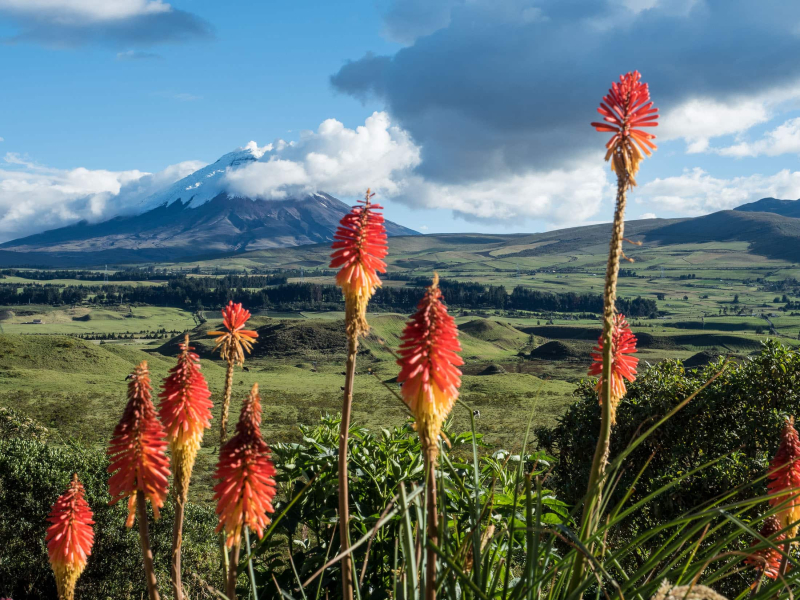 Torch lilies and Cotopaxi volcano