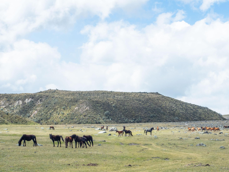 Herds of wild horses in the national park
