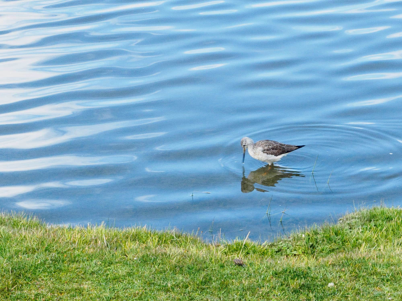 A solitary sandpiper at Limpiopungo lake in the national park