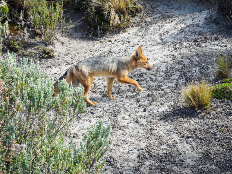 An Andean "fox" (Lycalopex culpaeus), which is related to wolves and jackals rather than to foxes
