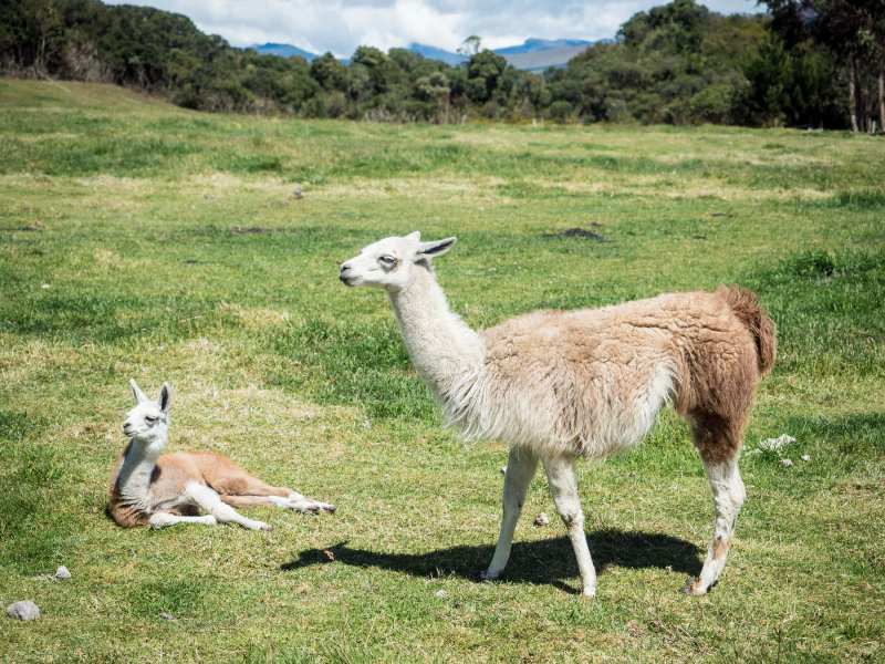 Secret Garden has a herd of resident llamas