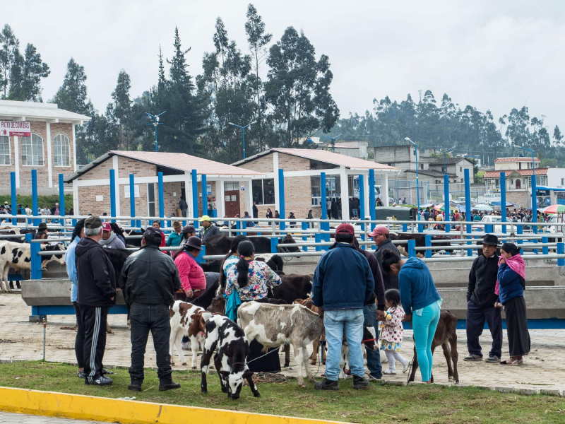 The cow area at the brand-new complex for Otavalo's livestock market