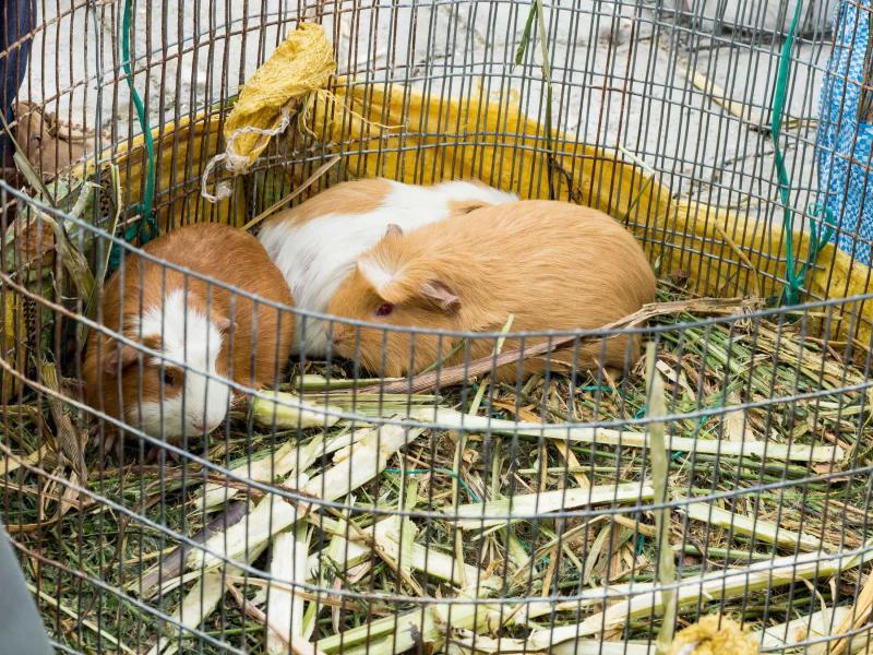 Guinea pigs for sale; in this part of Ecuador, they can be pets or dinner