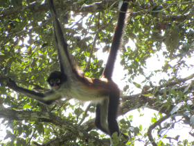 A spider monkey, which uses its long tail as another limb to move through trees