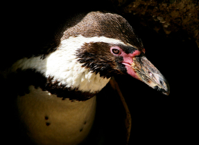 Penguin, Bern Zoo, Switzerland