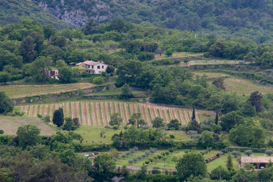 Farmland around Saignon. The local crops include wine grapes, cherry trees, and lavender.