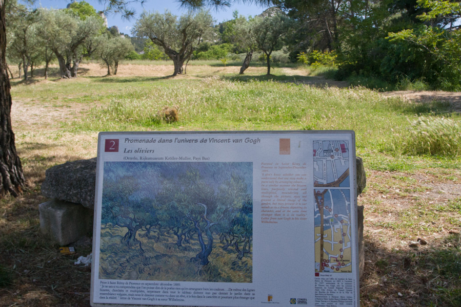 An olive grove near the town of Saint Remy that Van Gogh painted in1889