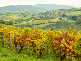 The countryside near the city of Macon is famous for its wines