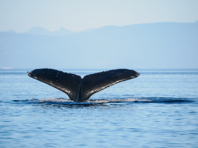 The tail of a diving humpback whale in the Strait of Georgia off Vancouver Island