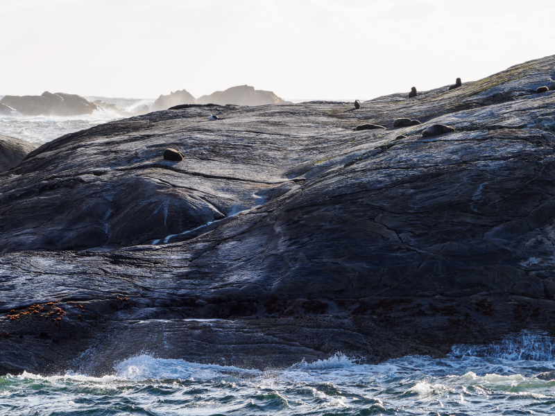 Seals sunning themselves on rocks where the fjord meets the Tasman Sea