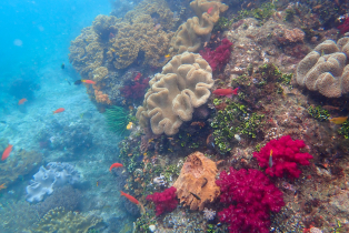 Raja Ampat is full of dynamic, colorful coral reefs
