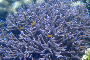 Blueish purple hard coral