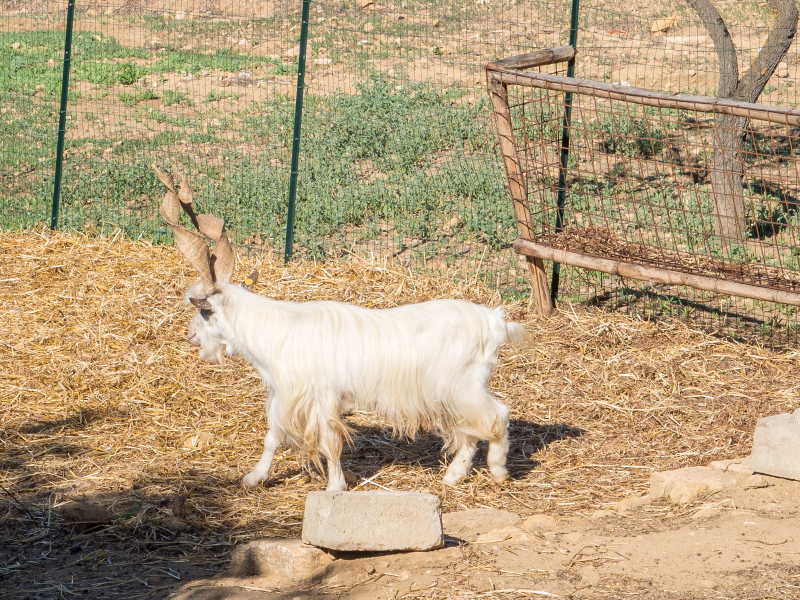 These twisted-horn goats are an old breed from the Agrigento area that are being reintroduced