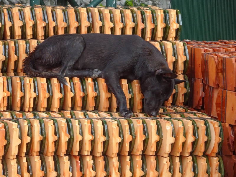 A dog napping on a pile of roofing tiles