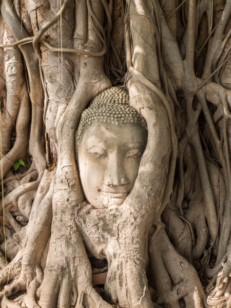 A famous banyan tree whose roots have surrounded an old Buddha head