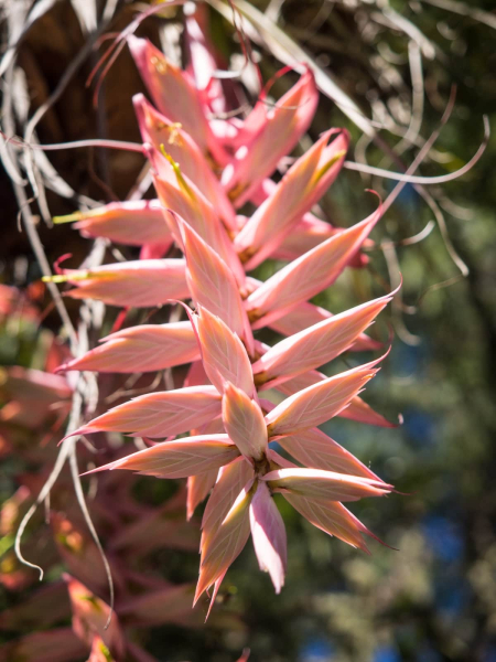 A pink epiphyte hanging from a tree at El Mirador