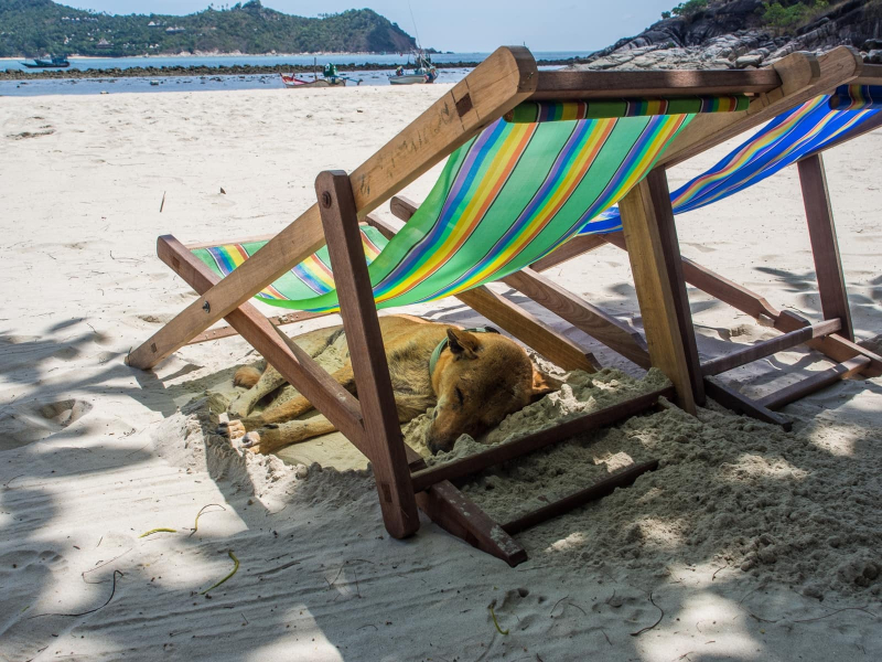 Every property on Thong Nai Pan Yai beach seems to have two or three resident dogs, who spend much of their time sleeping in the sand