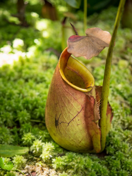A pitcher plant (called a monkey cup here) at the Monkey Cup Garden