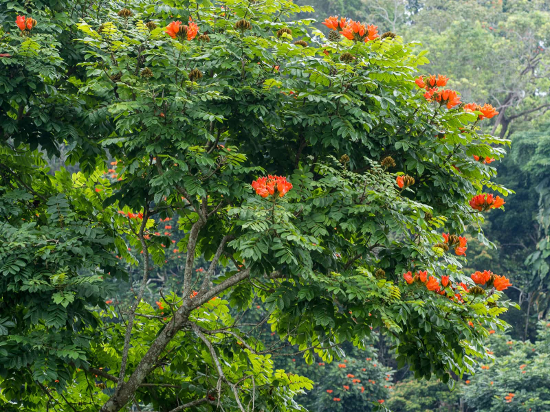Chris loved these orange-flowered trees