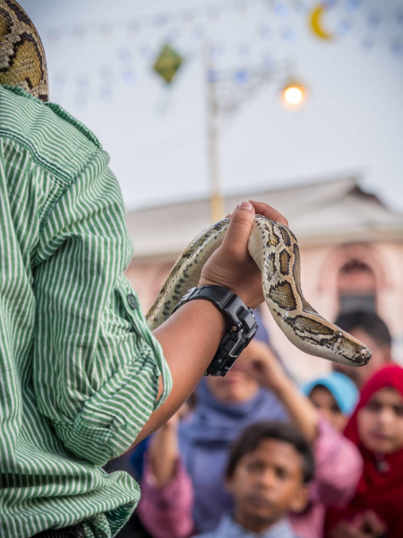 Snake charmers entertain at the mosque festival