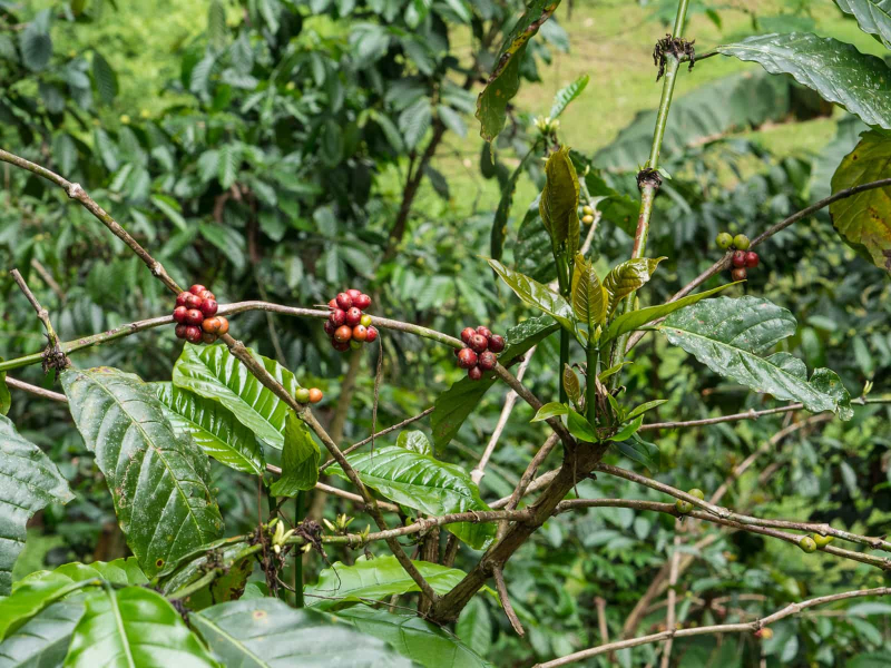 Coffee beans growing in Tana Toraja