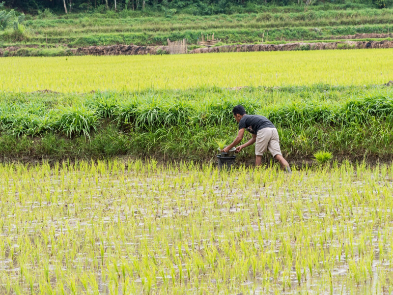 Planting rice seedlings