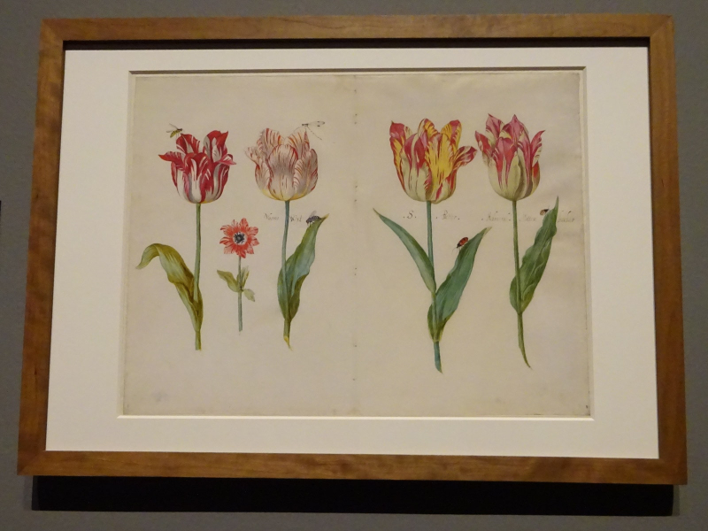 The Dutch have always loved their tulips (a drawing from 1640)
