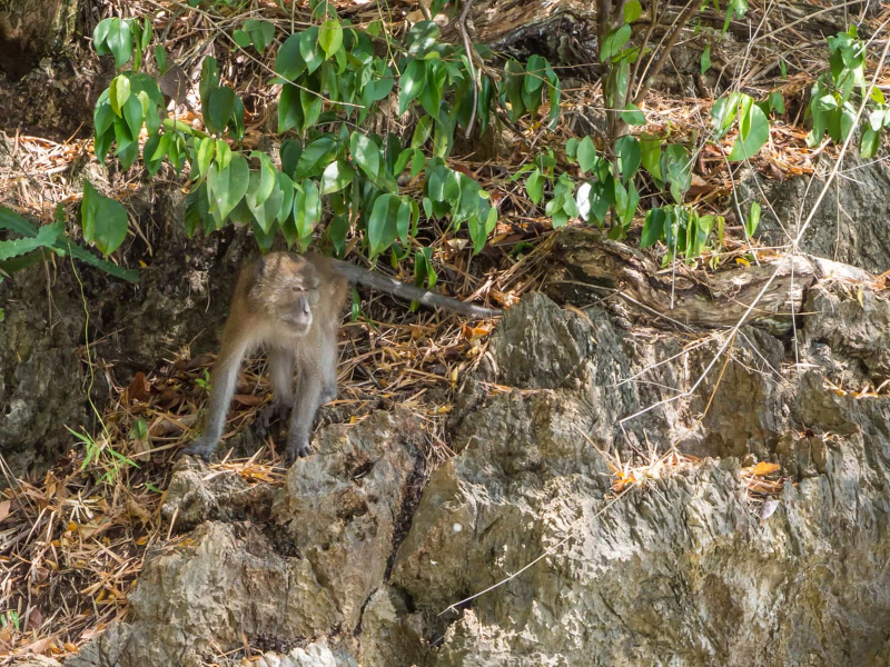 A macaque on a rock by the water . . .