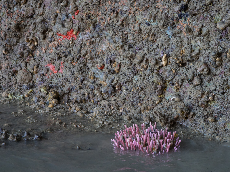 Coral in a lagoon at low tide