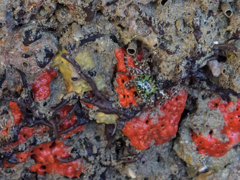 A green crab and red coral on a rockface at low tide