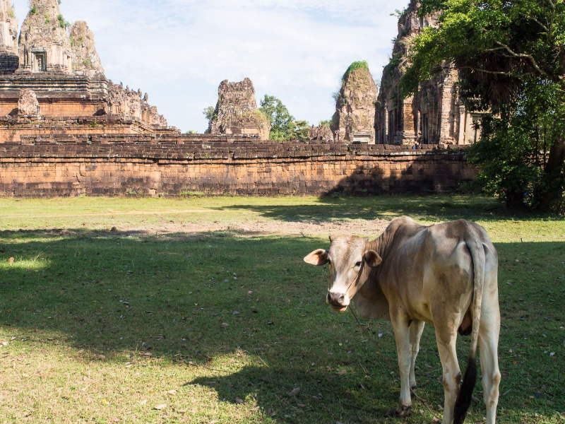 The Angkor complex is surrounded by villages, and many cows graze near the temples