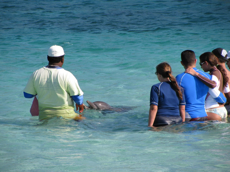 A naturalist at Anthony's Key Resort introduces visitors to one of the resident dolphins