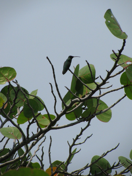 We saw lots of hummingbirds on Roatan