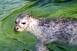A seal at the Dählhölzli zoo in the city of Bern