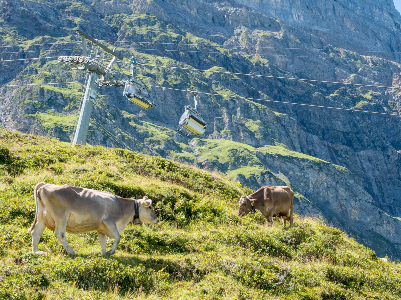 Chairlifts carried us up over the cows of Trubsee to Jochpass