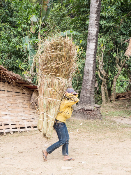 A villager returning from the woods with a pile of the grass used for thatching roofs (for people who can't afford a corrugated metal roof)