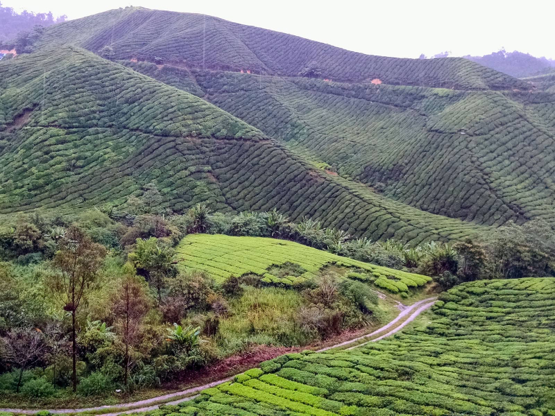 The rainy Cameron Highlands are famous for their agriculture, especially tea plantations