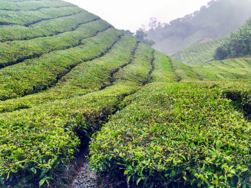 Rows of tea plants used to be harvested by hand, but now they're harvested with big hedge clippers, giving the fields a uniform look