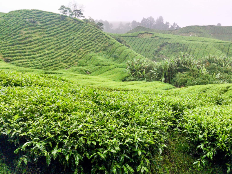 Tea plants are actually trees, but they're pruned to keep them at bush height for easier harvesting