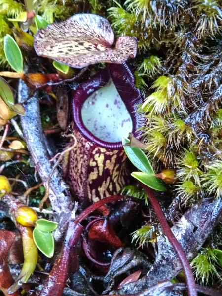 Another pitcher plant