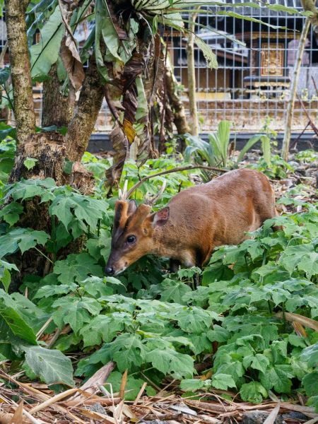 A small native Balinese deer with unusual short horns lives in a large enclosure at the temple