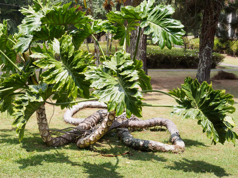 A strange horizontal-growing tree (shrub?) at the Bali Botanical Garden in Candikuning