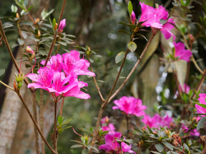 Azaleas in bloom reminded us of spring in DC