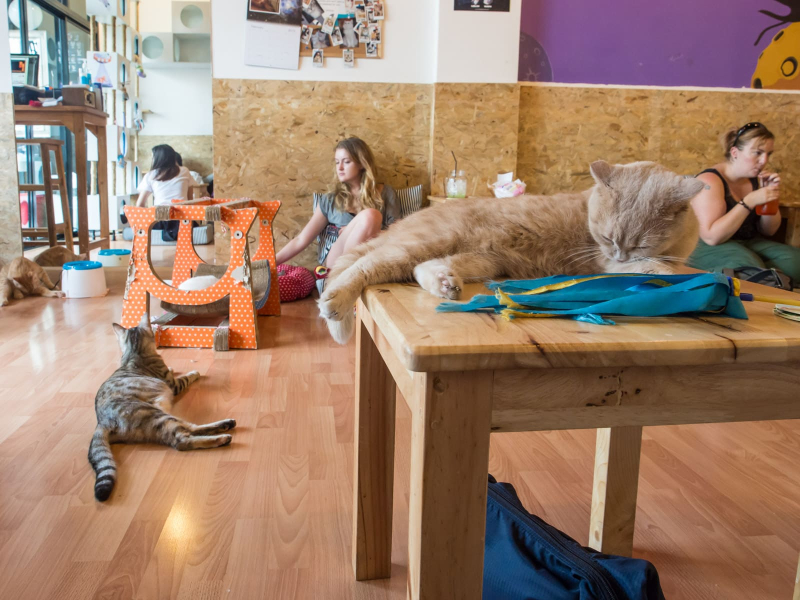 Our very favorite cafe was Chiang Mai's cat cafe, where felines had free run of the place
